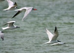 Gull-billed tern. Five non-breeding adults flying with a Caspian tern. Manawatu River estuary, November 2011. Image © Alex Scott by Alex Scott.