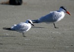 Gull-billed tern. Non-breeding adult (left) with a Caspian tern. Manawatu River estuary, June 2011. Image © Alex Scott by Alex Scott.