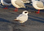 Gull-billed tern. Juvenile with red-billed gulls. Waikanae River estuary, July 2011. Image © Alan Tennyson by Alan Tennyson.