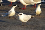 Gull-billed tern. Juvenile with white-fronted terns and red-billed gulls. Waikanae River estuary, Wellington, July 2011. Image © Alan Tennyson by Alan Tennyson.