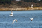 Gull-billed tern. Four birds in flight. Foxton Beach, August 2012. Image © Duncan Watson by Duncan Watson.