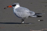 Caspian tern | Taranui. Non-breeding adult. Waikanae estuary, July 2012. Image © Roger Smith by Roger Smith.