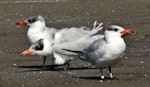 Caspian tern | Taranui. Three non-breeding adults (one banded in 1996 in Nelson). Pakawau Beach, Golden Bay, March 2014. Image © Rebecca Bowater by Rebecca Bowater FPSNZ AFIAP.