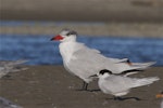 Caspian tern | Taranui. Non-breeding adult beside white-fronted tern. Ashley estuary, Canterbury, May 2014. Image © Steve Attwood by Steve Attwood.