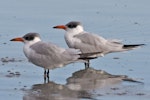 Caspian tern | Taranui. Non-breeding adults. Nelson Haven, June 2008. Image © Rebecca Bowater FPSNZ by Rebecca Bowater FPSNZ.