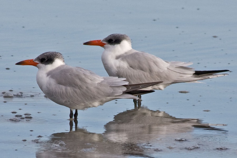 Caspian tern | Taranui. Non-breeding adults. Nelson Haven, June 2008. Image © Rebecca Bowater FPSNZ by Rebecca Bowater FPSNZ.