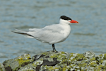 Caspian tern | Taranui. Adult in breeding plumage. Waitangi, Northland, August 2015. Image © Les Feasey by Les Feasey.