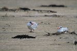 Caspian tern | Taranui. Juveniles. Taupo Bay, Northland, January 2011. Image © Jenny Atkins by Jenny Atkins.