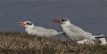 Caspian tern | Taranui. Juvenile (left) with adult in non-breeding plumage. Bexley Wetlands, April 2014. Image © Steve Attwood by Steve Attwood.