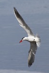 Caspian tern | Taranui. Adult in breeding plumage. Wanganui, August 2012. Image © Ormond Torr by Ormond Torr.