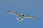 Caspian tern | Taranui. Adult. Hot Water Beach, Coromandel. Image © Noel Knight by Noel Knight.