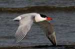 Caspian tern | Taranui. Adult in breeding plumage. Wanganui, August 2007. Image © Ormond Torr by Ormond Torr.