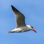 Caspian tern | Taranui. Non-breeding adult in flight. Wairau Bar, Marlborough, August 2020. Image © Derek Templeton by Derek Templeton.