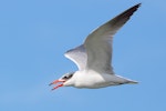 Caspian tern | Taranui. Non-breeding adult in flight. Tasman Bay, Nelson, September 2015. Image © Rob Lynch by Rob Lynch.