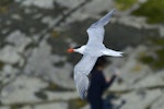 Caspian tern | Taranui. Adult flying. Kaikoura Peninsula, January 2013. Image © Brian Anderson by Brian Anderson.