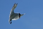 Caspian tern | Taranui. Adult. Hot Water Beach, Coromandel. Image © Noel Knight by Noel Knight.