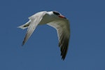 Caspian tern | Taranui. Adult in flight. Hot Water Beach, Coromandel. Image © Noel Knight by Noel Knight.