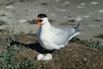 Caspian tern | Taranui. Adult at nest with 3 eggs. Grays Spit, Lake Ellesmere. Image © Department of Conservation (image ref: 10031300) by Peter Morrison, Department of Conservation.