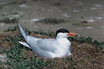 Caspian tern | Taranui. Adult on nest. Grays Spit, Lake Ellesmere. Image © Department of Conservation (image ref: 10043126) by Peter Morrison, Department of Conservation.