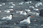 Caspian tern | Taranui. Breeding colony. Waikato River mouth, December 1974. Image © Department of Conservation (image ref: 10041861) by Dick Veitch, Department of Conservation.