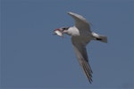 Caspian tern | Taranui. Adult non-breeding in flight with fish in bill. Brooklands Lagoon, Christchurch, February 2014. Image © Steve Attwood by Steve Attwood.