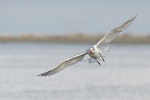 Caspian tern | Taranui. Non-breeding bird in flight, ventral. Manawatu River estuary, May 2013. Image © Glenda Rees by Glenda Rees.