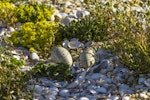 Caspian tern | Taranui. Nest with two eggs. Awarua Bay, January 2015. Image © Glenda Rees by Glenda Rees.