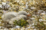 Caspian tern | Taranui. Two chicks at nest. Awarua Bay, January 2015. Image © Glenda Rees by Glenda Rees.