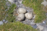 Caspian tern | Taranui. Eggs on stony nest site. Onoke Spit, Palliser Bay, December 2006. Image © Ian Armitage by Ian Armitage.