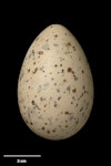 Caspian tern | Taranui. Egg 65.8 x 43.1 mm (NMNZ OR.019767, collected by Frederich-Carl Kinsky). Palliser Spit, Wairarapa, November 1952. Image © Te Papa by Jean-Claude Stahl.