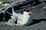 Caspian tern | Taranui. Adult and chick at nest. Onoke Spit, Palliser Bay, November 1979. Image © Department of Conservation (image ref: 10033855) by Rod Morris, Department of Conservation.