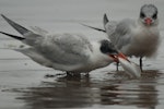 Caspian tern | Taranui. Juvenile fed by parent. Otago Peninsula, February 2009. Image © Craig McKenzie by Craig McKenzie.