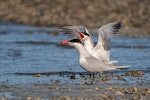 Caspian tern | Taranui. Adult pair, one displaying. October 2009. Image © Tony Whitehead by Tony Whitehead.