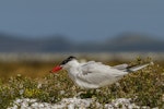 Caspian tern | Taranui. Adult at nest with chick partially hidden. Awarua Bay, January 2015. Image © Glenda Rees by Glenda Rees.