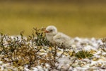 Caspian tern | Taranui. Young chick. Awarua Bay, January 2015. Image © Glenda Rees by Glenda Rees.