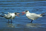 Caspian tern | Taranui. Adult with fledgling. Manawatu River estuary, February 2008. Image © Alex Scott by Alex Scott.