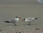 Caspian tern | Taranui. Juvenile (right) begging from adult. Spirits Bay, March 1990. Image © Alan Tennyson by Alan Tennyson.