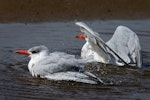 Caspian tern | Taranui. Bathing. Otago Peninsula, March 2006. Image © Craig McKenzie by Craig McKenzie.