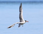 Caspian tern | Taranui. Immature alighting (dorsal). Wanganui, September 2013. Image © Ormond Torr by Ormond Torr.