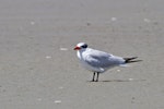 Caspian tern | Taranui. Non-breeding adult. Little Waihi, February 2012. Image © Raewyn Adams by Raewyn Adams.