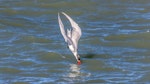 Caspian tern | Taranui. Non-breeding adult diving. Wairau Bar, Marlborough, August 2020. Image © Derek Templeton by Derek Templeton.