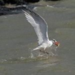 Caspian tern | Taranui. Non-breeding adult with small flounder it has just caught. Mangere inlet near Ambury Regional Park, April 2014. Image © Bruce Buckman by Bruce Buckman.