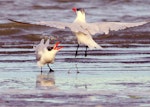 Caspian tern | Taranui. Two non-breeding adults having an altercation. Manawatu River estuary, April 2013. Image © Alex Scott by Alex Scott.