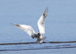 Caspian tern | Taranui. Immature alighting (ventral). Wanganui, September 2013. Image © Ormond Torr by Ormond Torr.