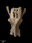 North Island giant moa | Kuranui. Pelvis. Holotype of Dinornis gazella (synonym). Specimen registration no. S.000107; image no. MA_I064684. Te Aute. Image © Te Papa.