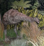 North Island giant moa | Kuranui. Model at Zealandia. Image © Alan Tennyson & Zealandia by Alan Tennyson.