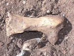 North Island giant moa | Kuranui. Femur. Utiku, March 2015. Image © Alan Tennyson by Alan Tennyson.