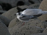 White-winged black tern. Non-breeding bird in front of white-fronted tern. Nelson Boulder Bank, December 2015. Image © Craig Martin by Craig Martin.