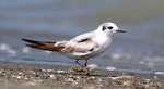 White-winged black tern. Immature. Manawatu River estuary, February 2013. Image © Ormond Torr by Ormond Torr.