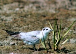 White-winged black tern. Immature. Manawatu River estuary, February 1999. Image © Alex Scott by Alex Scott.